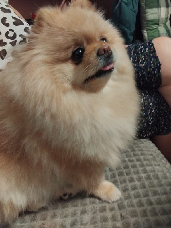 Pomeranian dog relaxing at home in Apriltsi, Bulgaria