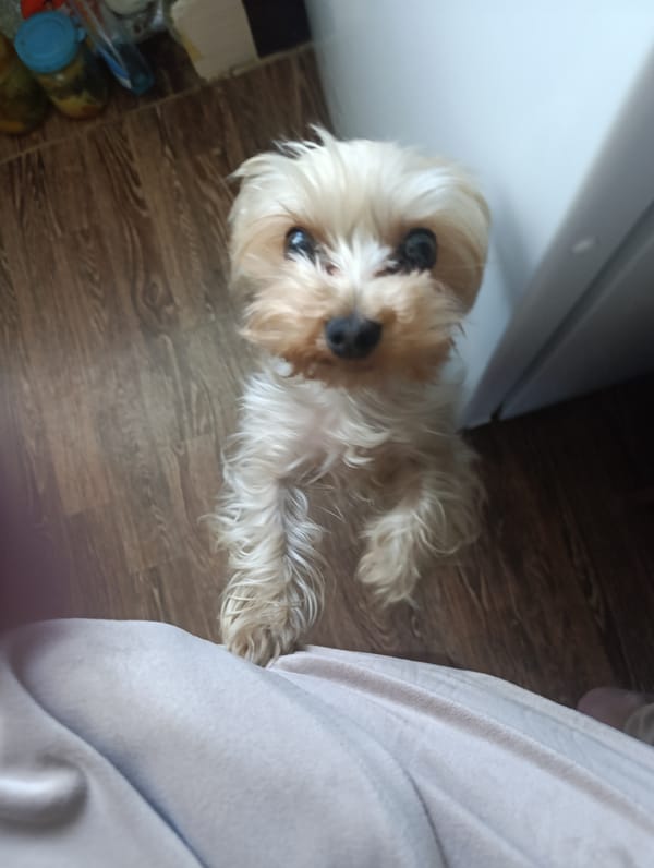 Lazy morning in with a Yorkshire Terrier and everyday home moments.