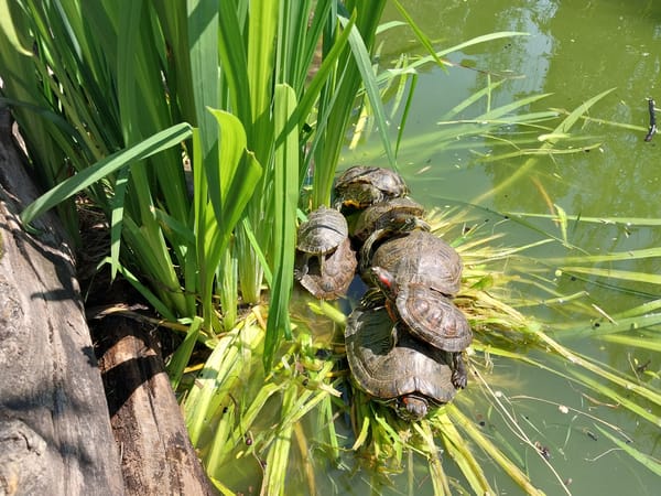 Families gather to watch turtles basking in Sochi park pond