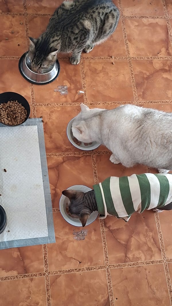 Three cats share mealtime in rural Belarus home