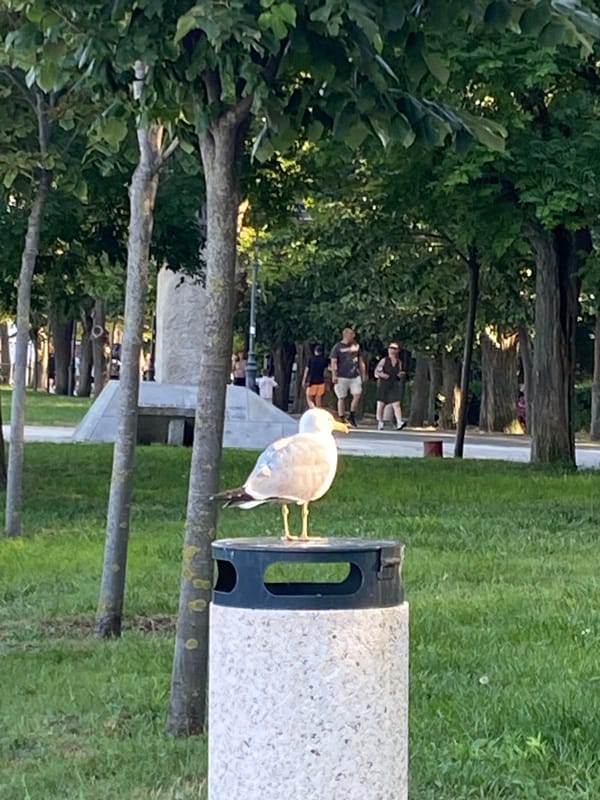 Burgas beach and park: choir performance, crowds, and a bold seagull