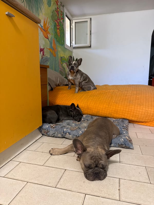 Three French Bulldogs napping together in a San Benedetto home