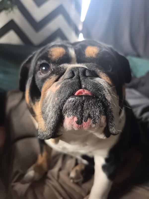 Dog and noodles photographed in Noviy, Russia