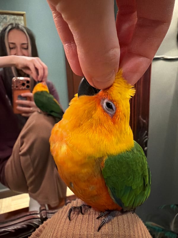 Kitchen activities observed in Khimki: wine selection, herb preparation