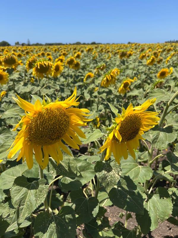 Sunflower fields in full bloom outside Vejer de la Frontera