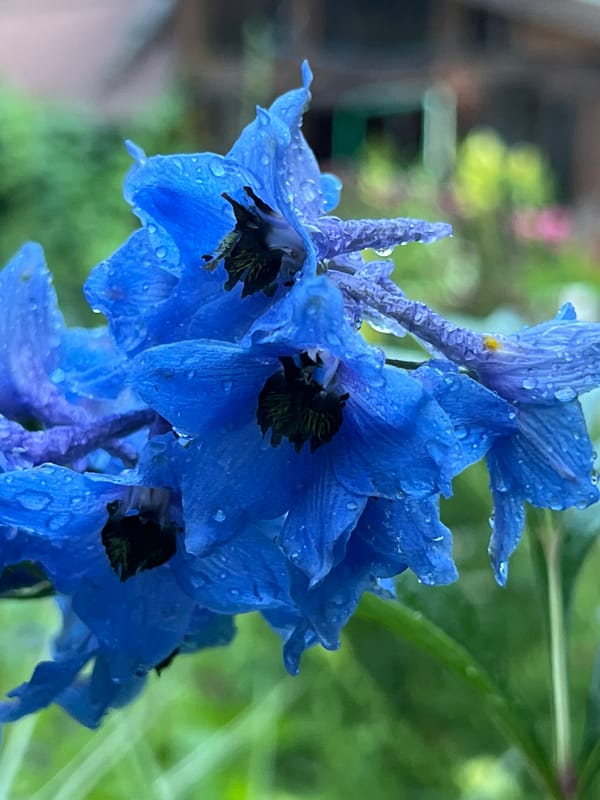 Delphiniums and water droplets in a Russian garden