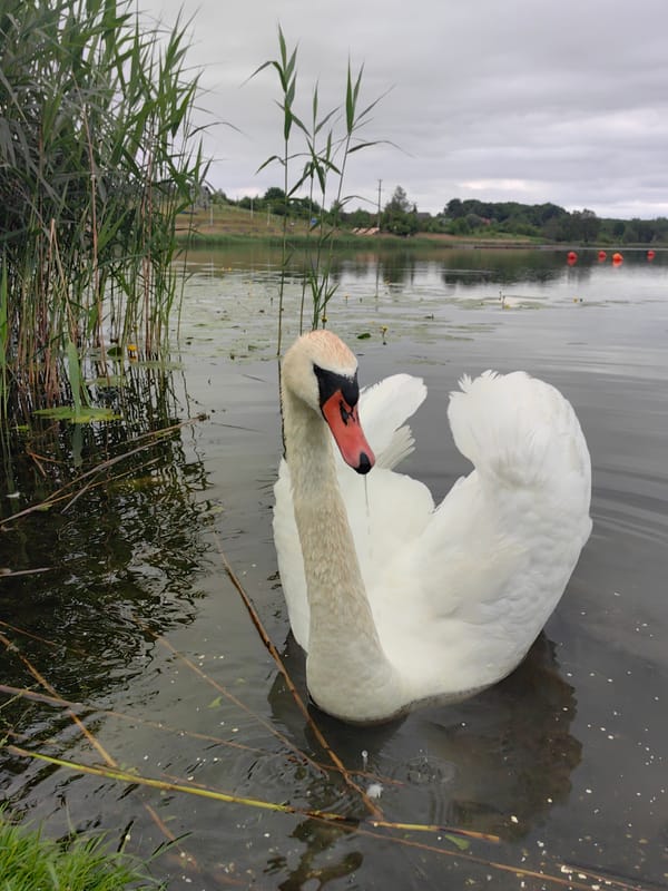 Afternoon park visit features swans, ducks, flowers and playground