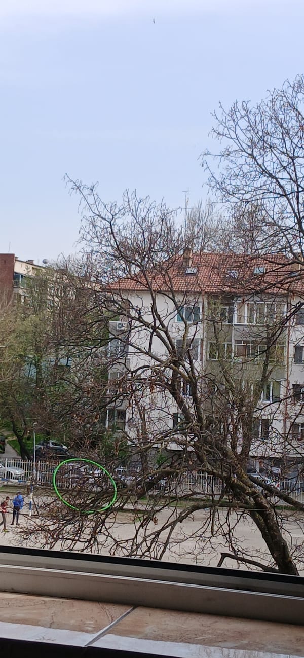 Window view captured in Pleven, Bulgaria shows bare tree