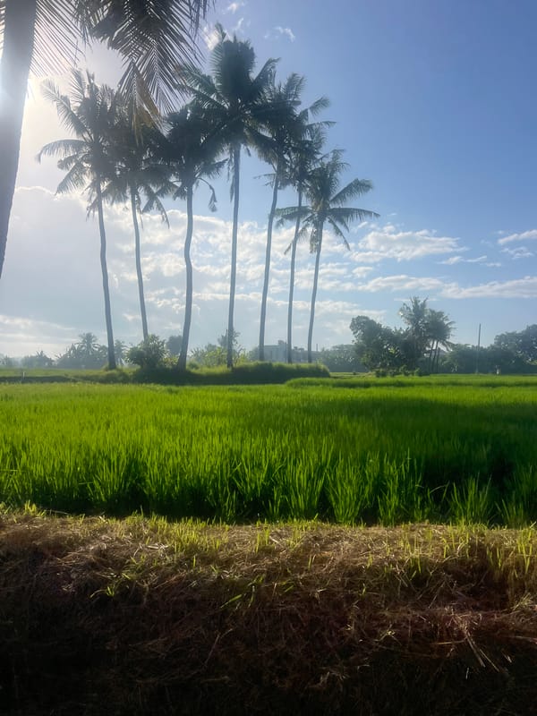 Rice paddies and open skies in rural Kediri, Indonesia