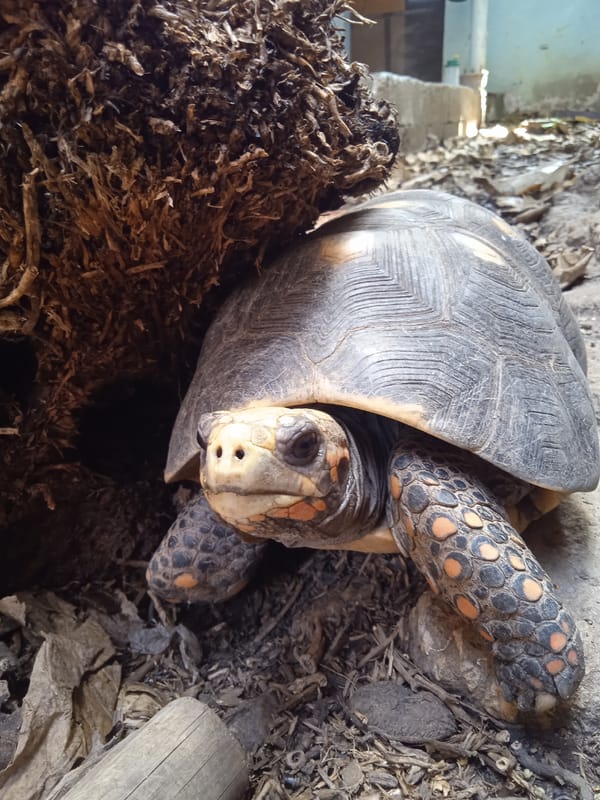 Tortoises and dogs hanging out in a backyard enclosure