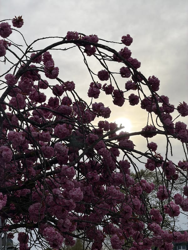 Early morning scenes captured in Esch-sur-Alzette: mural, sleeping pets