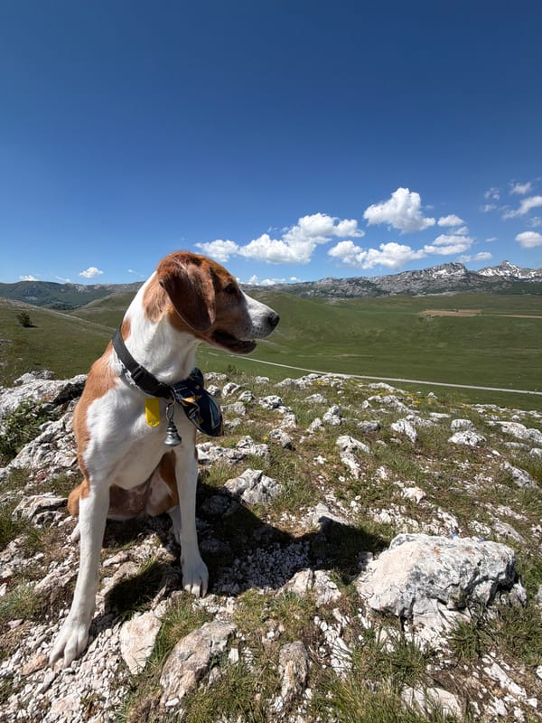 Paraglider soars over Montenegro mountains as dog rests below