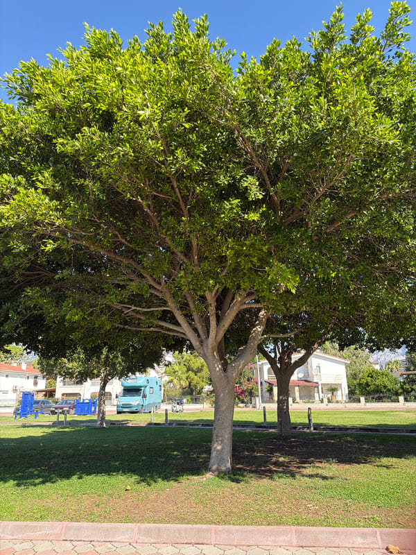 Tropical park walk: flowering hedges, palm trees, brick paths