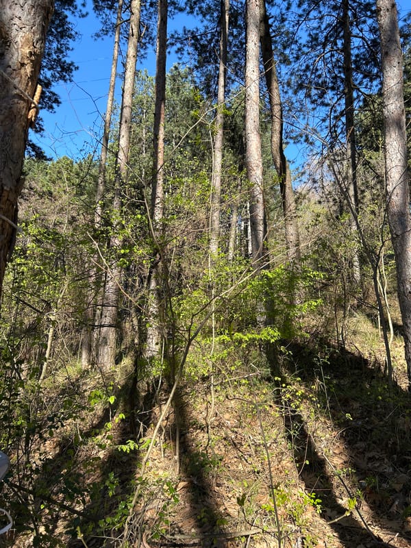 Forest scene documented in Sandanski, Bulgaria morning hours