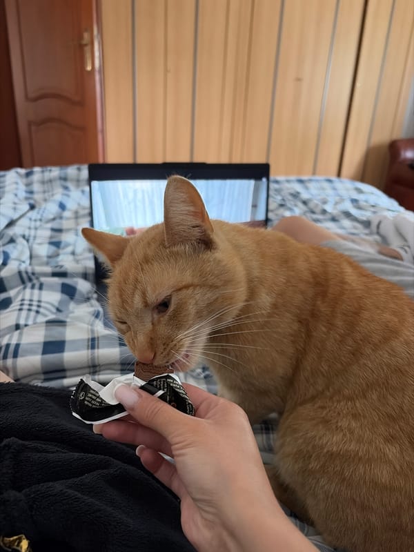 Quiet domestic afternoon captured in Poznan with cat, flowers, tech