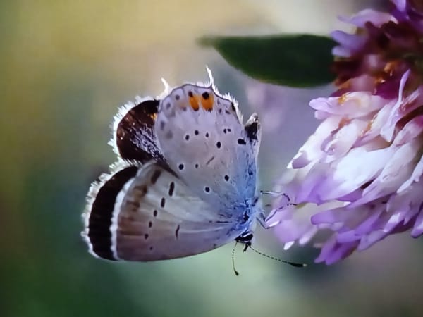 Food, animals, and nature — a scattered grab-bag of close-ups