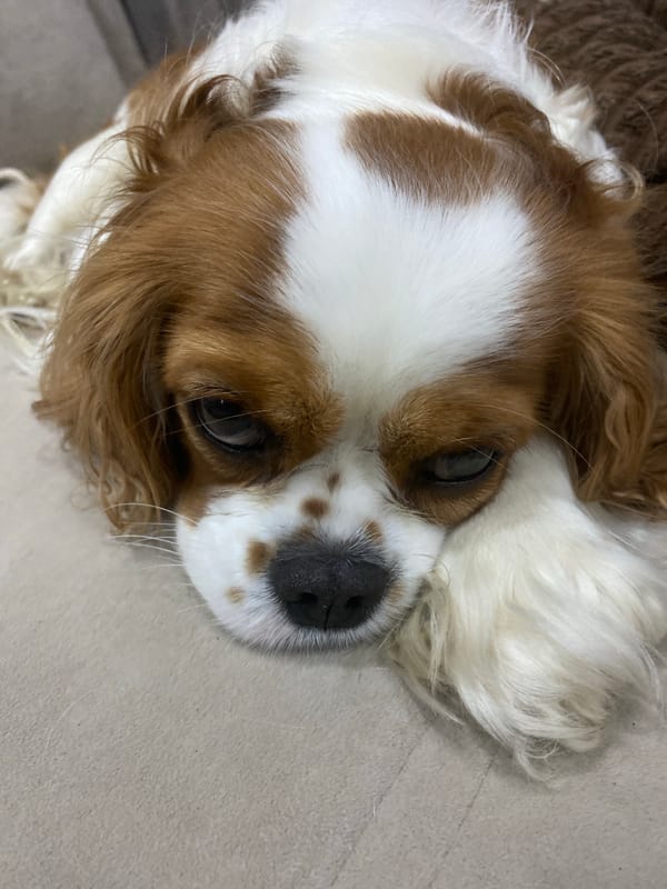 Cavalier King Charles Spaniel takes it easy on the couch