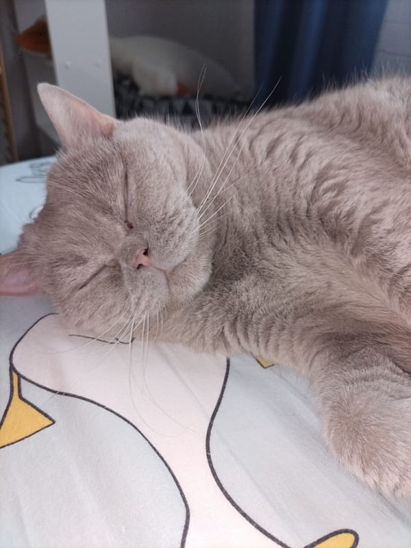 Domestic cats observed resting indoors during morning hours