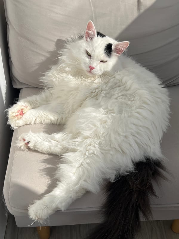 White cat with black markings rests on sofa in Vnukovo