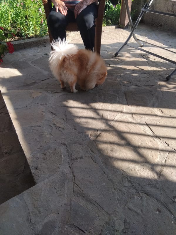 Pomeranian dog observed on patio and indoors in Apriltsi