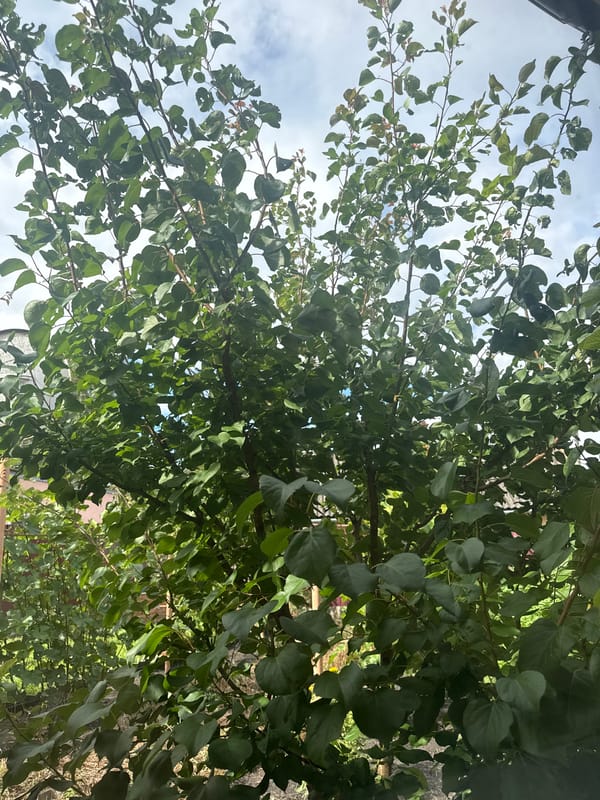 Siamese cat and garden trees in Okhtyrka, Ukraine
