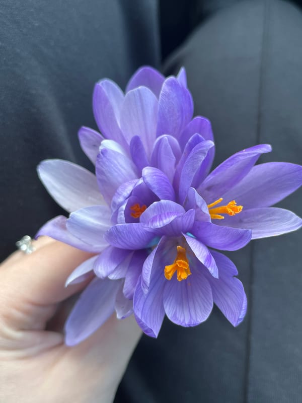 Purple Crocus flowers held indoors in Smolyan, Bulgaria
