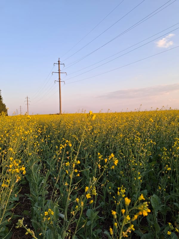 Sunset drive through yellow rapeseed fields