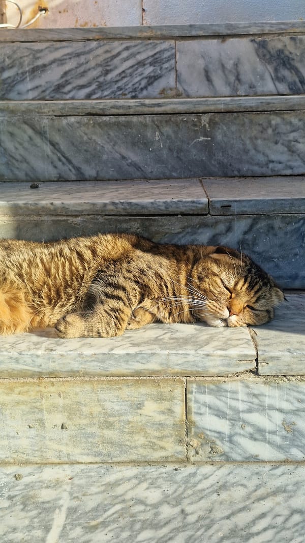 Rainy afternoon in Sochi: street flooding, market fish, and a relaxed cat