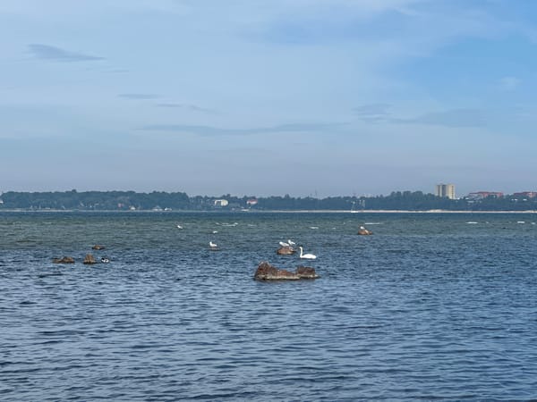 Tallinn Bay on a calm summer afternoon, birds and all.