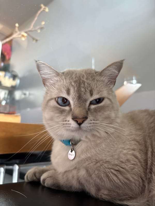 Blue-eyed cat named Brain plays at home in Choeng Thale