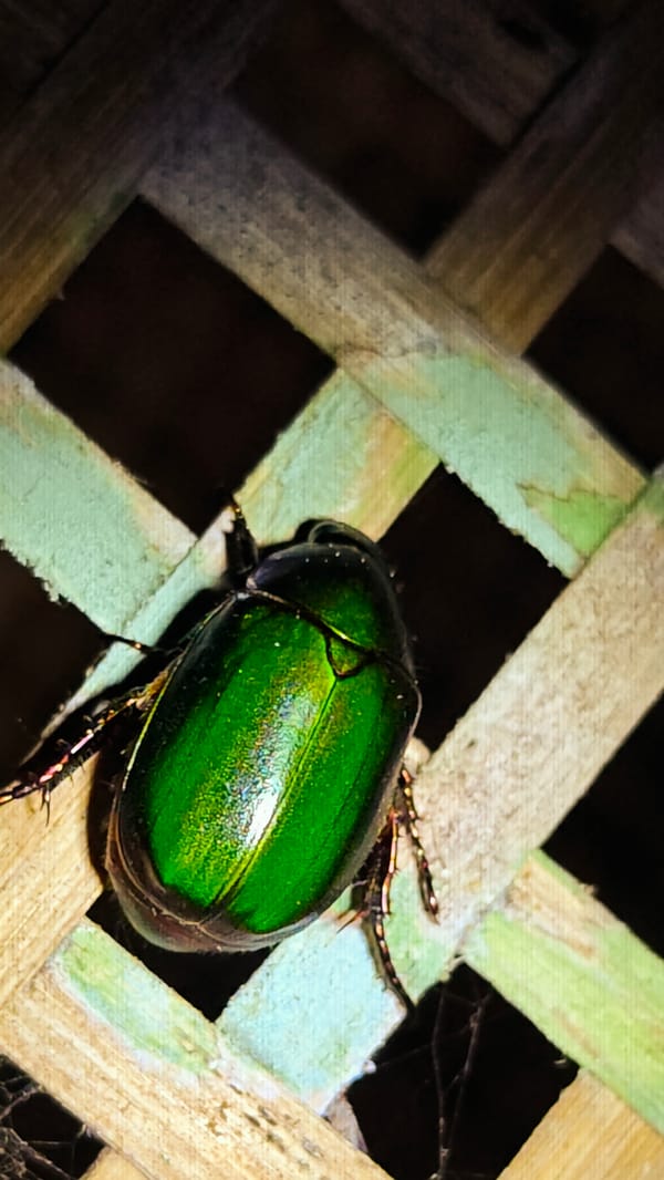 Tourists Document Cicada Encounters at Vietnamese Eco-Lodge