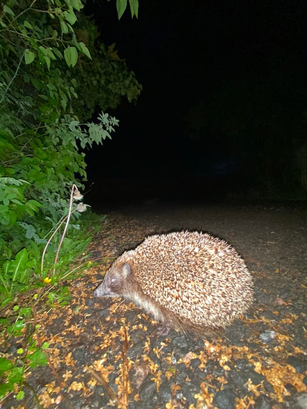 Nighttime scenes: hedgehog on path, gate encounter, wet road