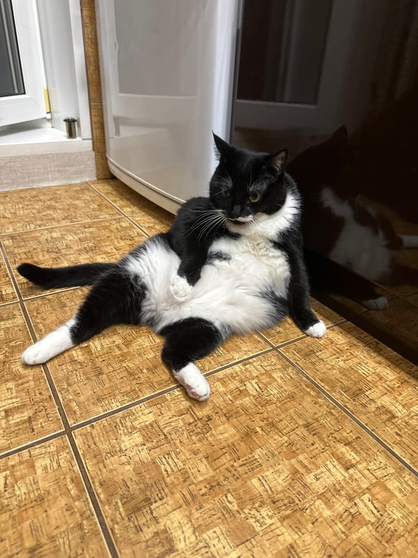 Russian resident documents pet cat's evening routine in Sayanogorsk