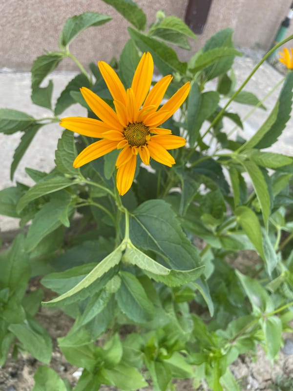 A Romanian garden in full summer bloom, cats and all