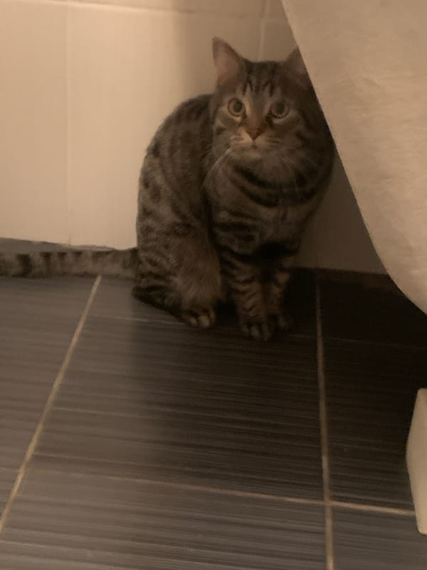 Gray tabby cat spotted relaxing in Stavropol bathroom