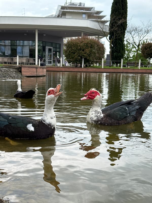Morning wildlife interactions captured at Sirius park pond
