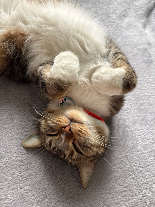 Cat naps on its back while getting a nose boop