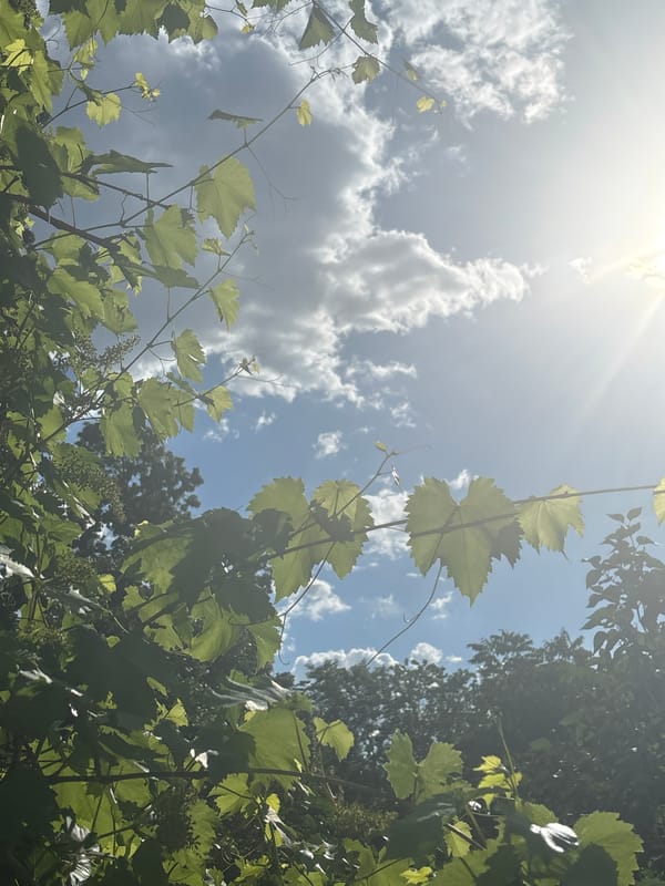 Afternoon in a garden: skies, vines, pigeons, and one PC build
