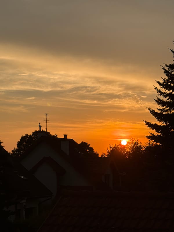 Cat on a windowsill, sunset over the neighborhood
