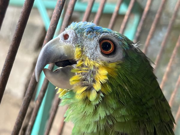 Caged Amazon parrot up close in Tinaquillo, Venezuela