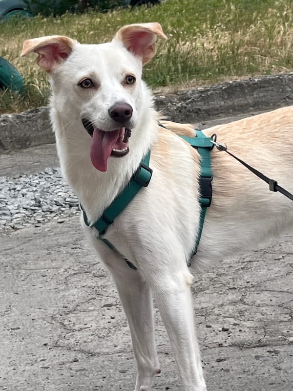 Dog on a leash takes a breather during a Lviv walk