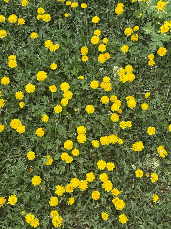 Dandelion field blooms observed in Khabarovsk, Russia