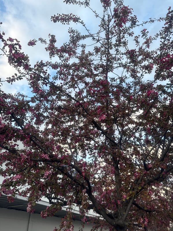 Spring blossoms and quiet moments captured in Tbilisi