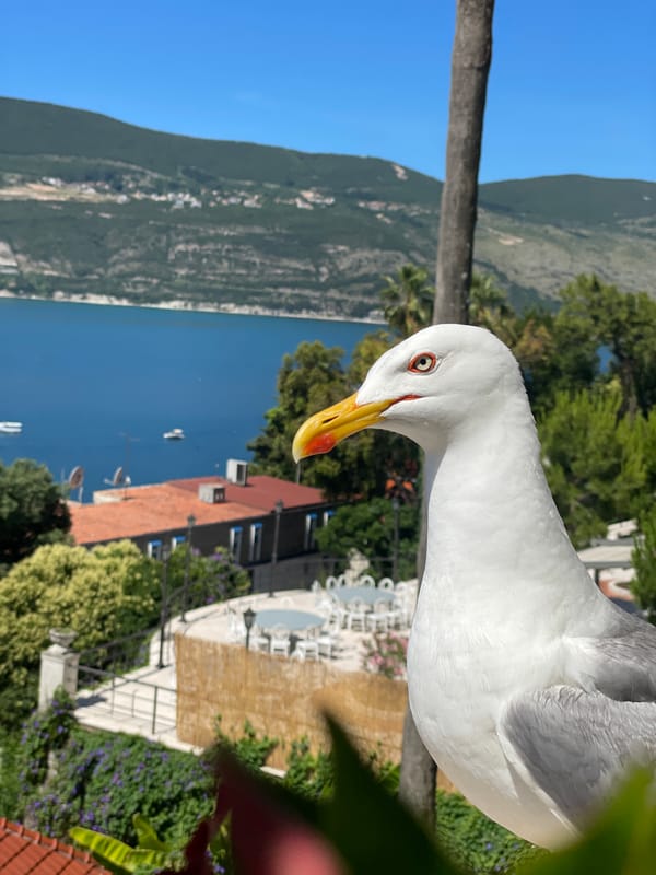 Seagull visits restaurant terrace in Herceg Novi
