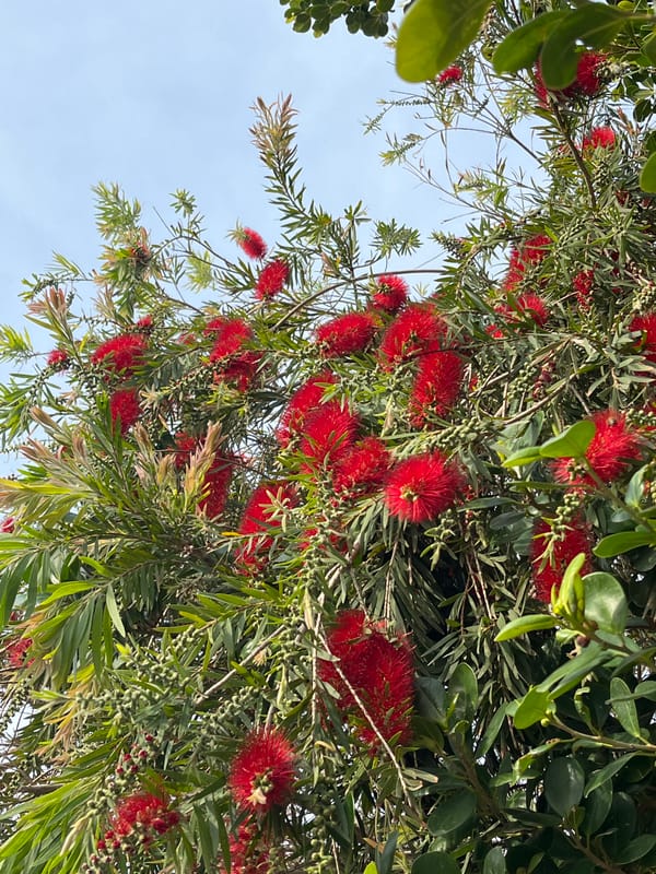 Morning coastal observations captured in Alanya, Turkey