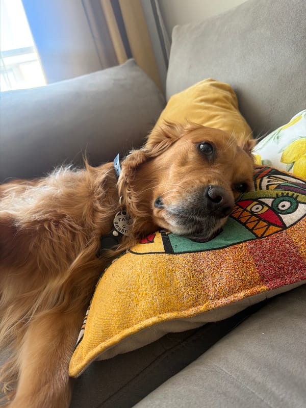 Dog rests on gray couch with yellow pillows