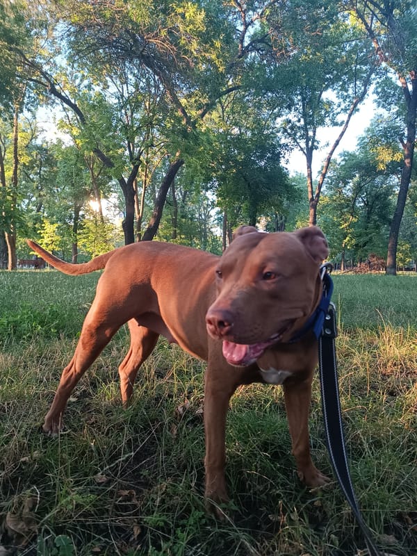 Afternoon park walk with a pit bull in Zaporizhzhia