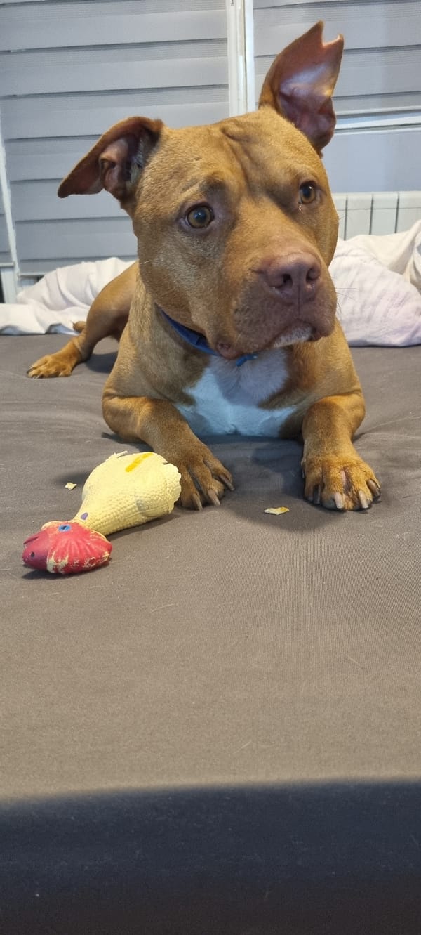 Dog rests with rubber chicken toy on gray bedding
