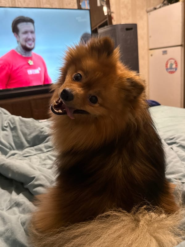Pomeranian dog relaxes on bed in Khimki home