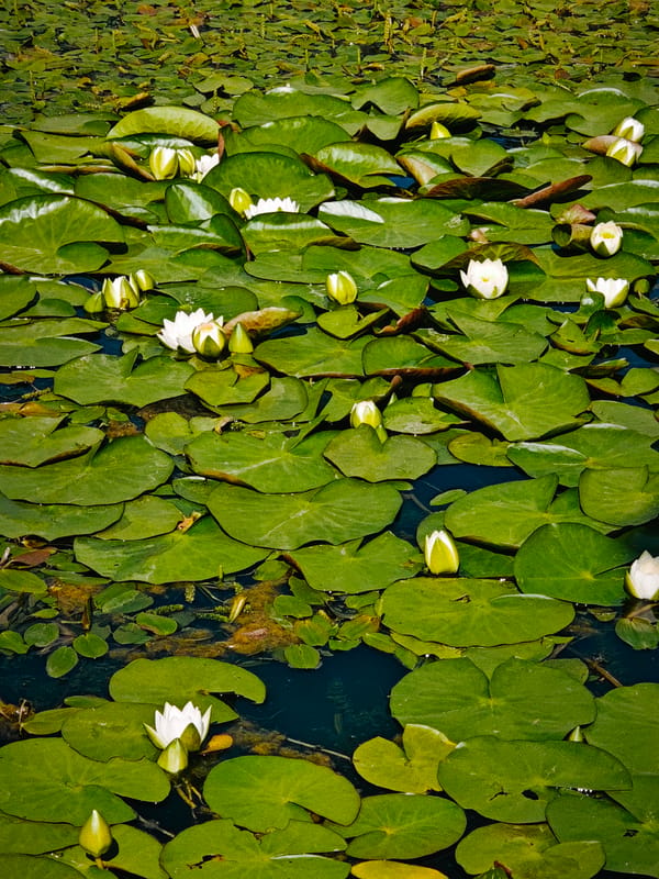 Summer afternoon around Dmitrov's kremlin, ponds, and parks